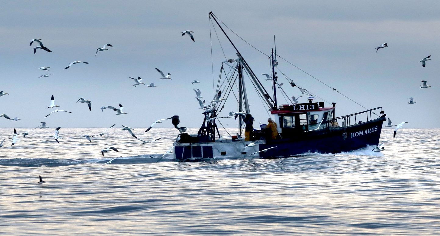 A fishing boat being tailed by seagulls, who want the bycatch